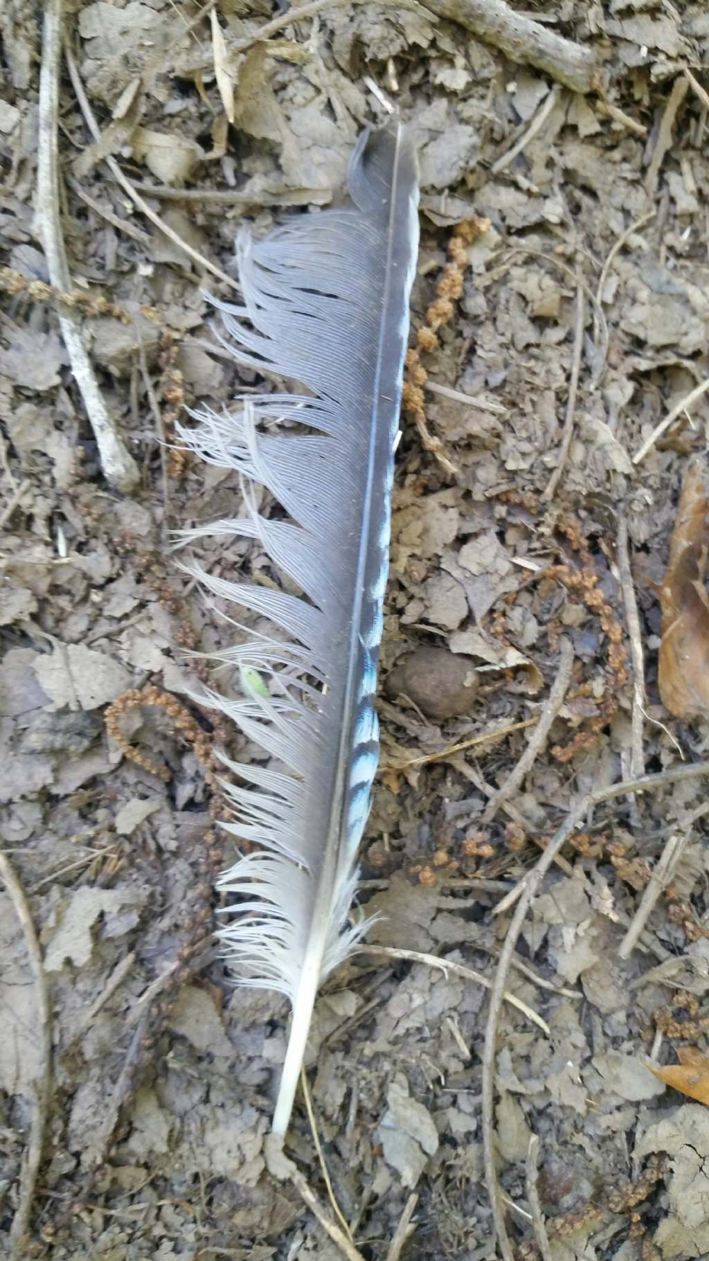 Penna di ghiandaia?  S� !